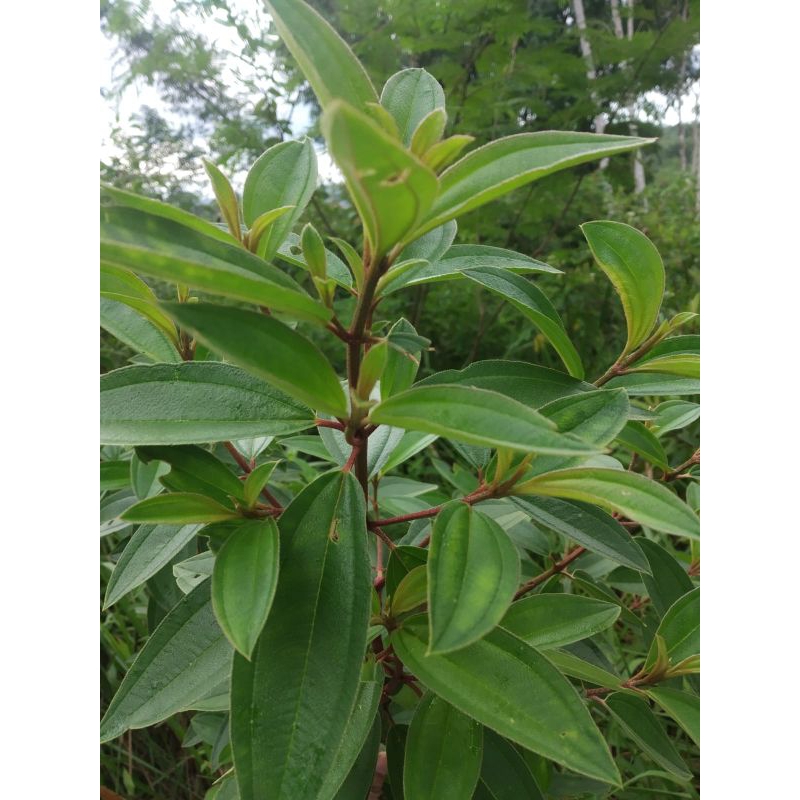 

Daun Harendong daun senggani segar 500gr