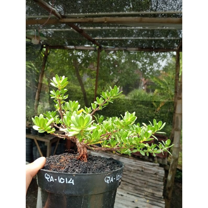 QA-1014, BIBIT BONSAI SANTIGI MAWAR SEMAI BIJI