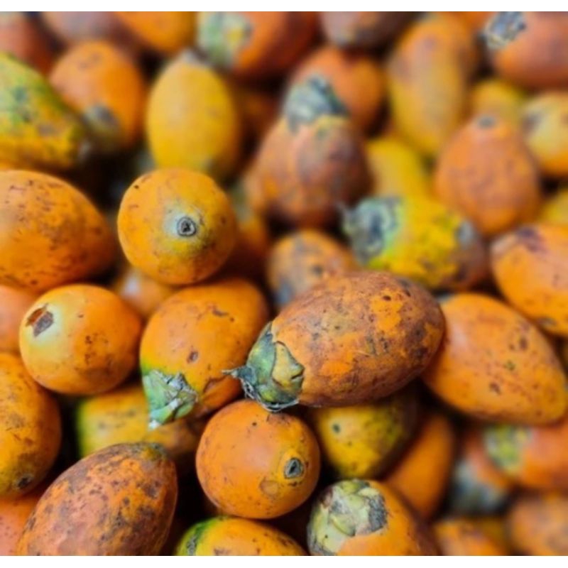 

BUAH PINANG TUA 1KG HERBAL