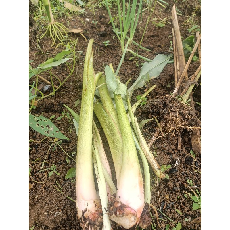 

batang talas hijau untuk sayur 4batang