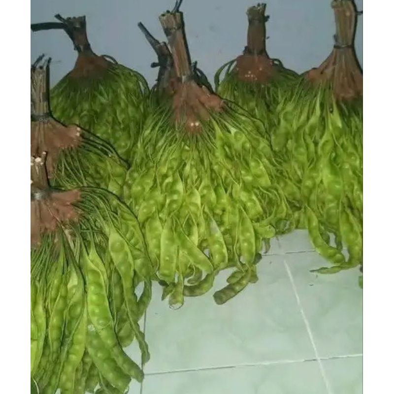 

pete lokal segar asli murah besar 20000 per 10papan