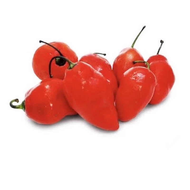 

Cabe Gendot Merah Cabai Gendot