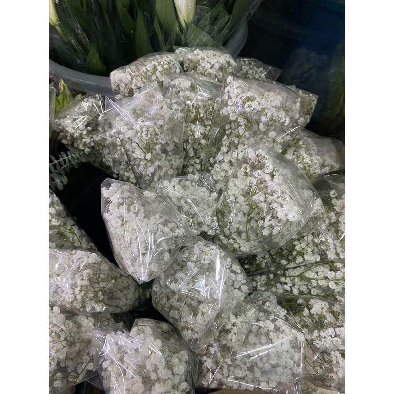 Bunga Baby breath asli segar