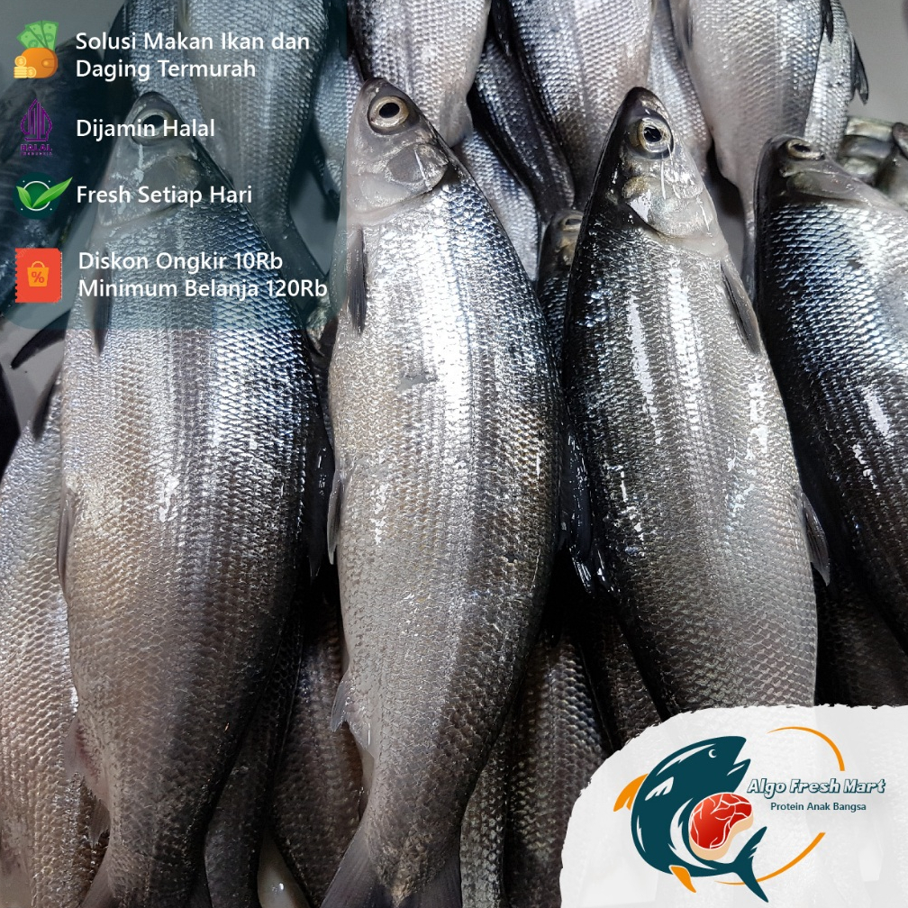 

[TERMURAH] Ikan Bandeng Ekoran 350-450Gr