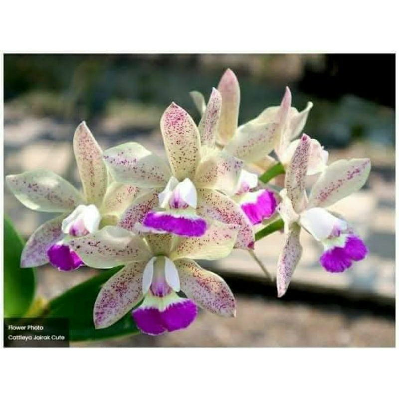 Anggrek cattleya Jairak cute