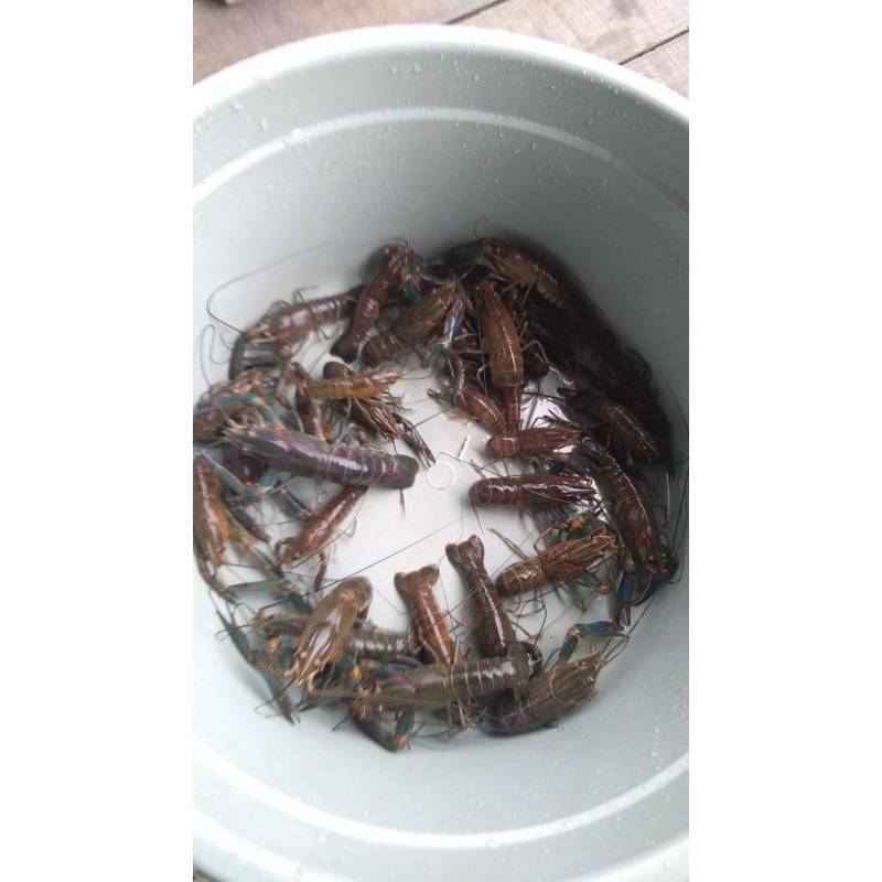 

indukan lobster 4 inch