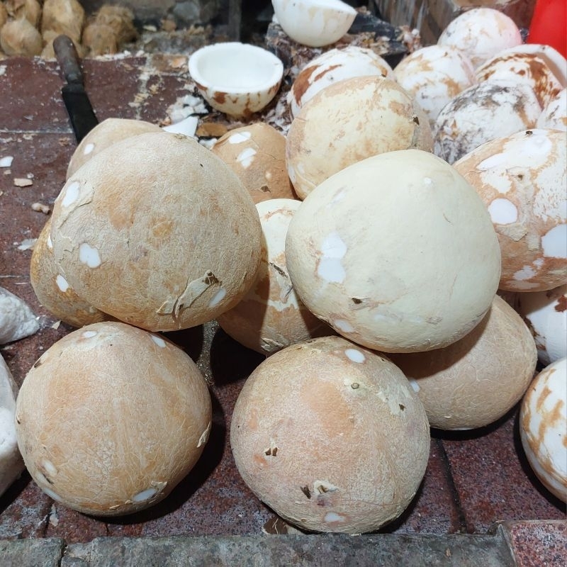 

Kelapa santan 1 buah utuh atau diparut - Surabaya