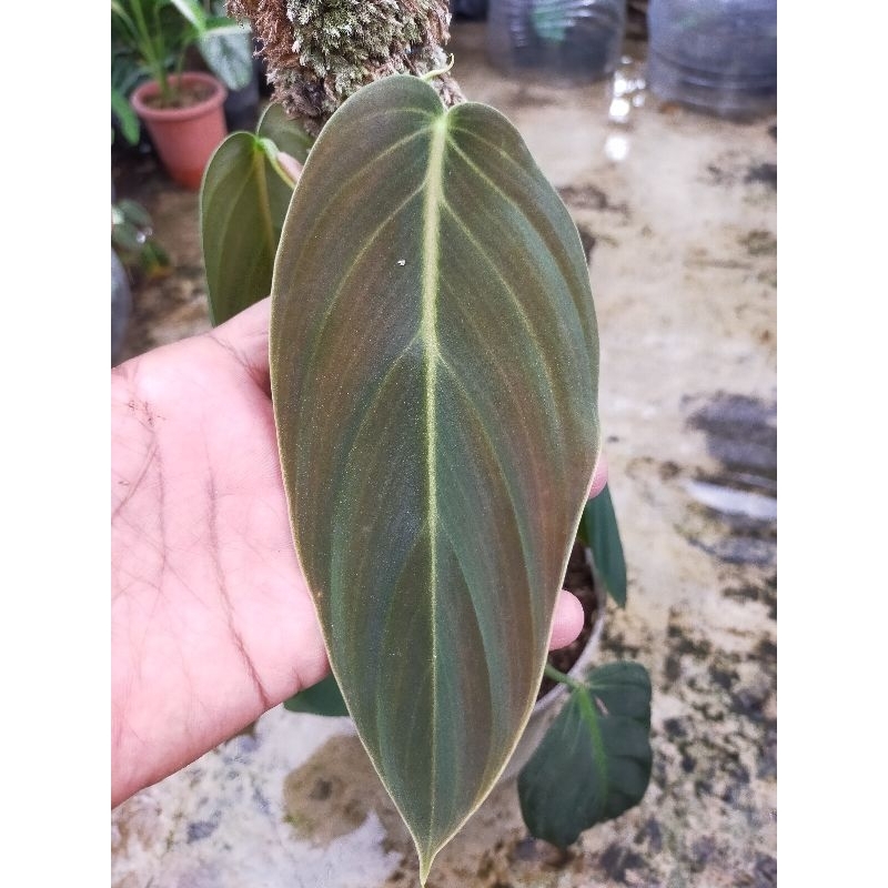 philodendron gigas