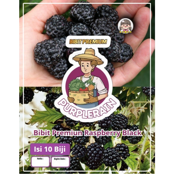 Bibit Premium Raspberry Black|Benih Raspberry Hitam|Bibit Raspberry