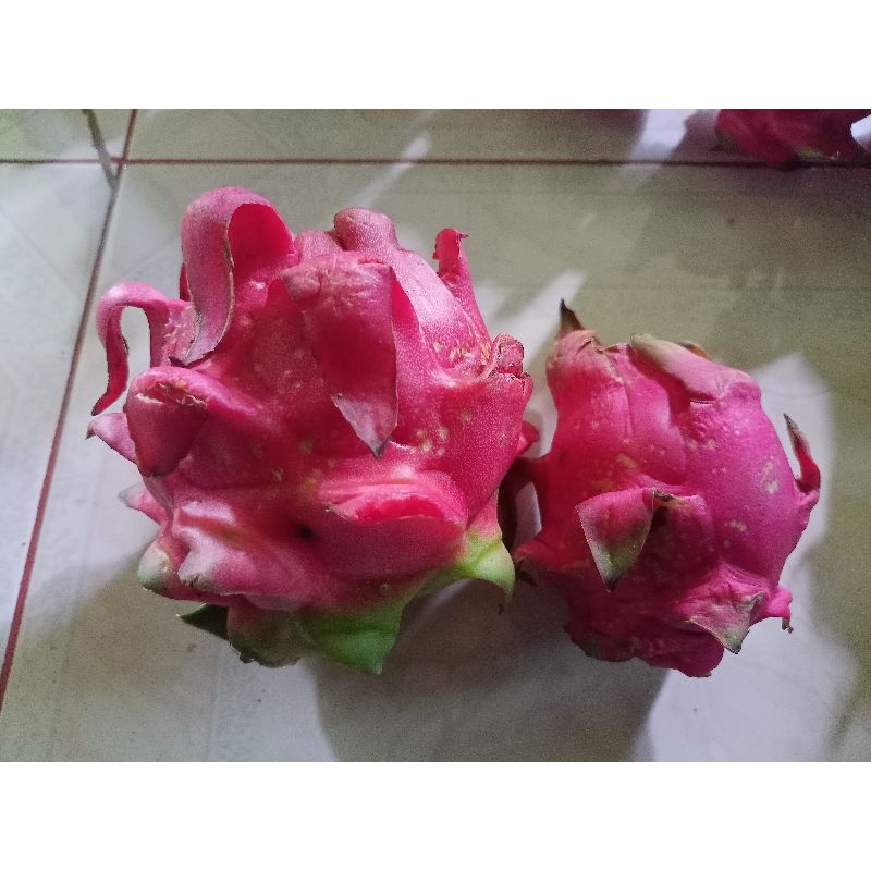 

BUAH NAGA MERAH MURAH (DAPAT 3 KG)