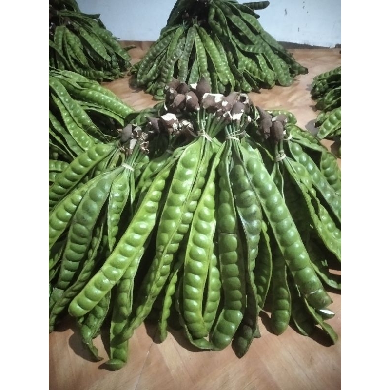 

Pete tua grade B isi 10 lonjor