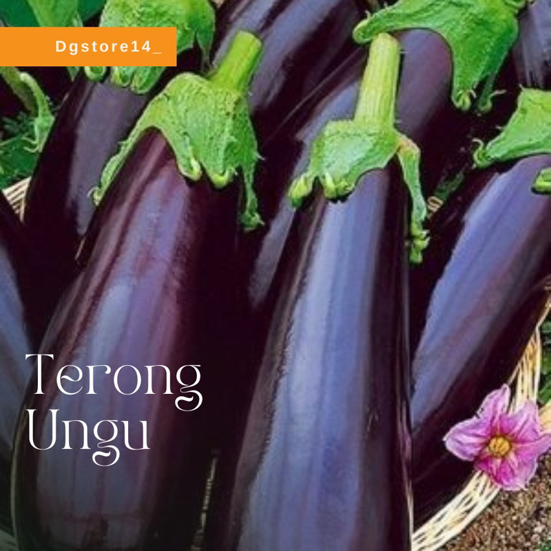 

TERONG UNGU FRESH SEGAR