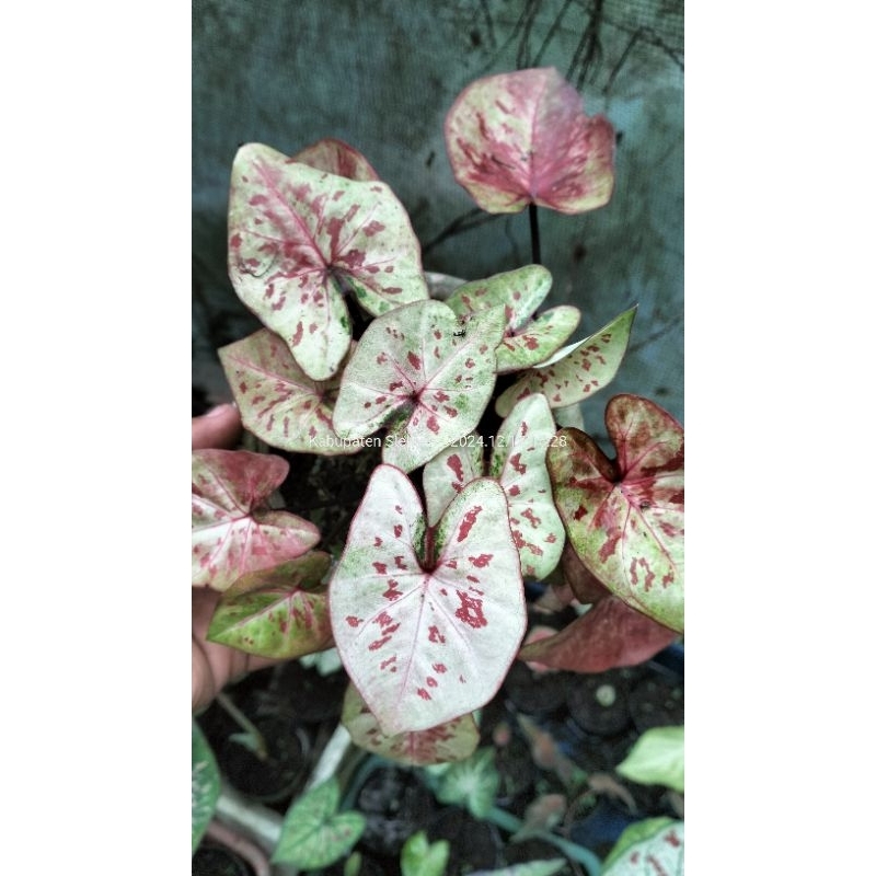 Caladium Hybrid Thailand Raspberry moon