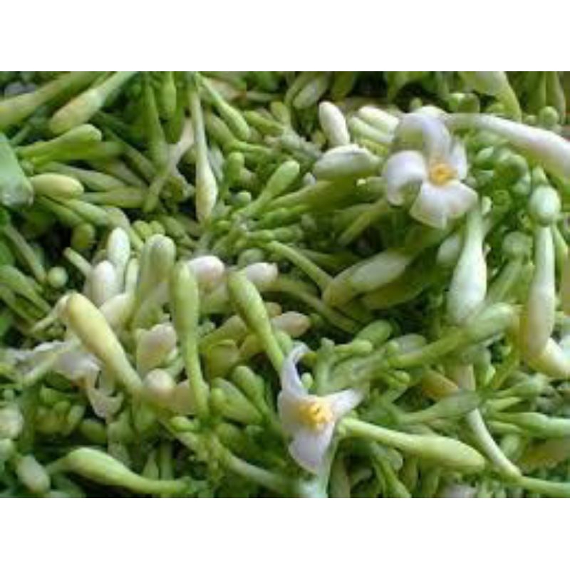 

Bunga pepaya kembang ditaman fresh 250grm