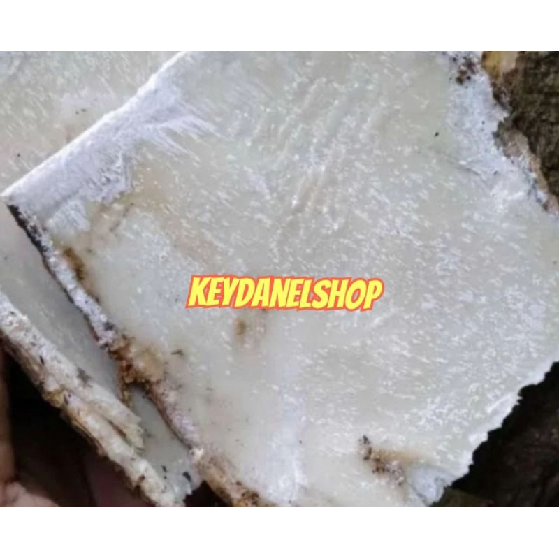 Kulit pule segar kulit pohon lame/kulit pohon pulay 250 gram