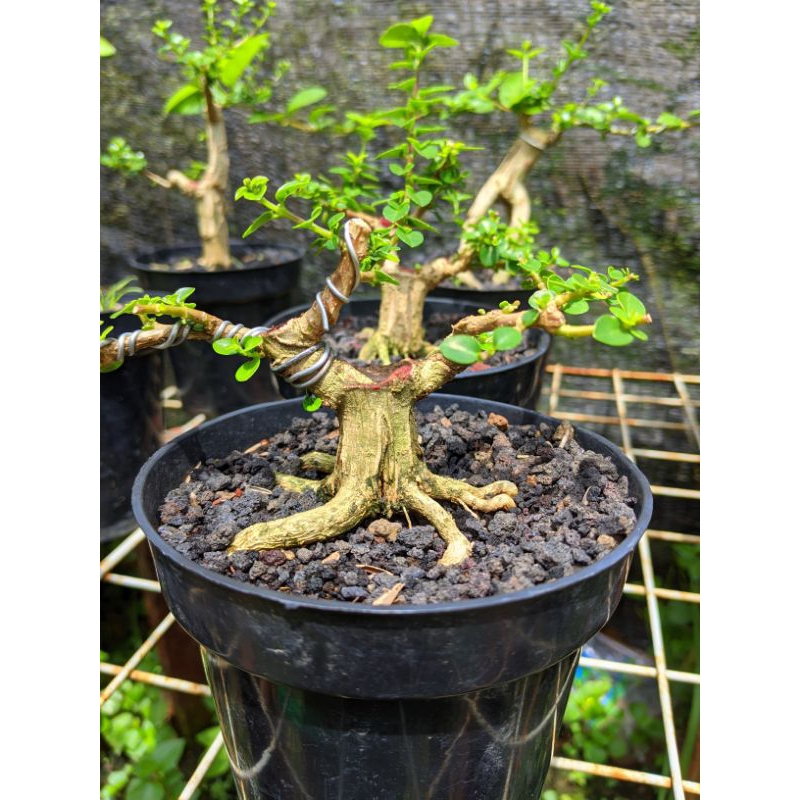 Bonsai sancang program akar dan tahapan
