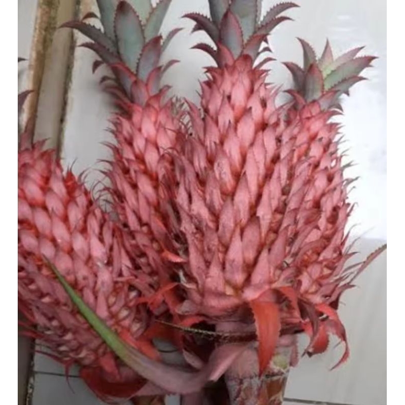 

Buah nanas merah muda segar nanas sabrang petik langsung 500 gram