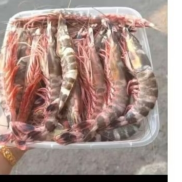 

udang windu ±1kg