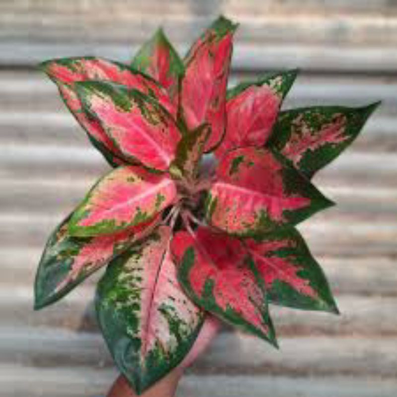Aglaonema kocin - tanaman hias aglaonema kocin