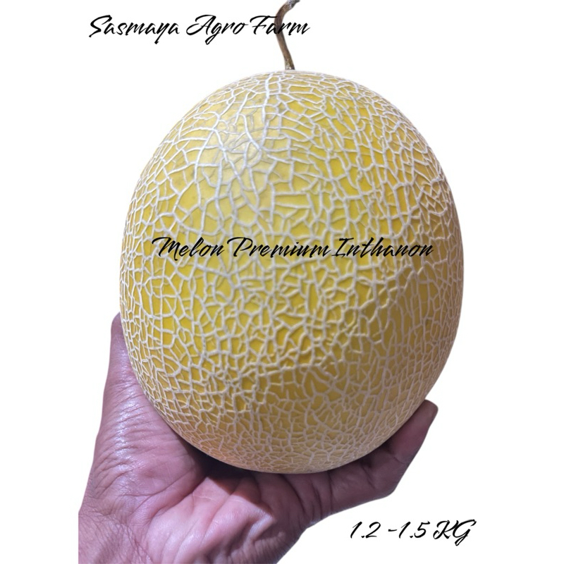 

Buah Melon Impor Inthanon 1.2 - 1.5 Kg | Melon Premium | Melon Intanon | Melon Green House Bobot 1.2-1.5 Kg