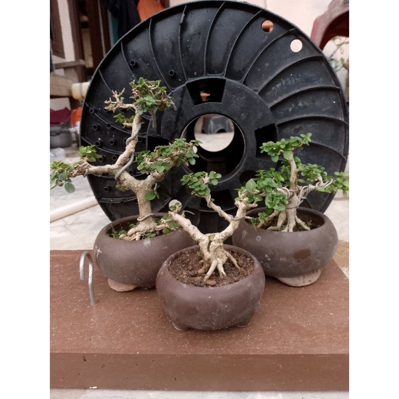 bonsai shito sancang