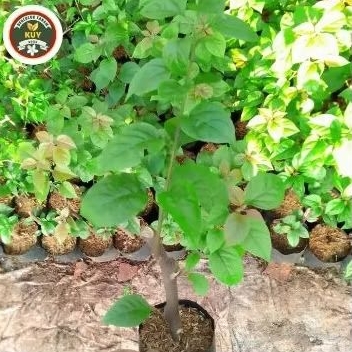 Tanaman Hias Bougenville Tanaman Bougenville