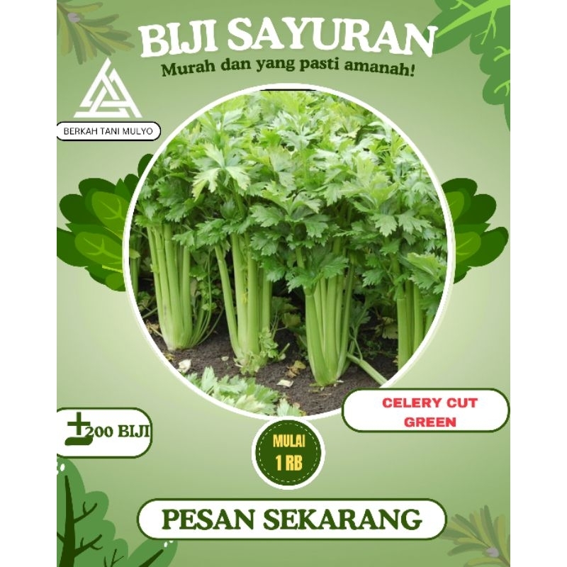 200 biji- benih sledri import /Celery cut green F1-bibit sayuran benih sayuran sledri unggul