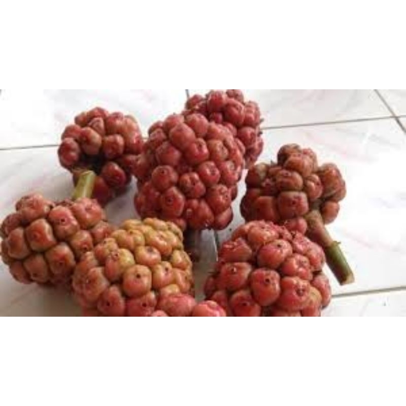 

honje segar 500g