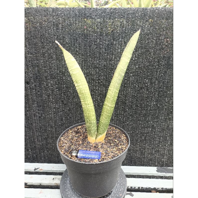 Sansevieria Sinus Zimbabwe Jumbo