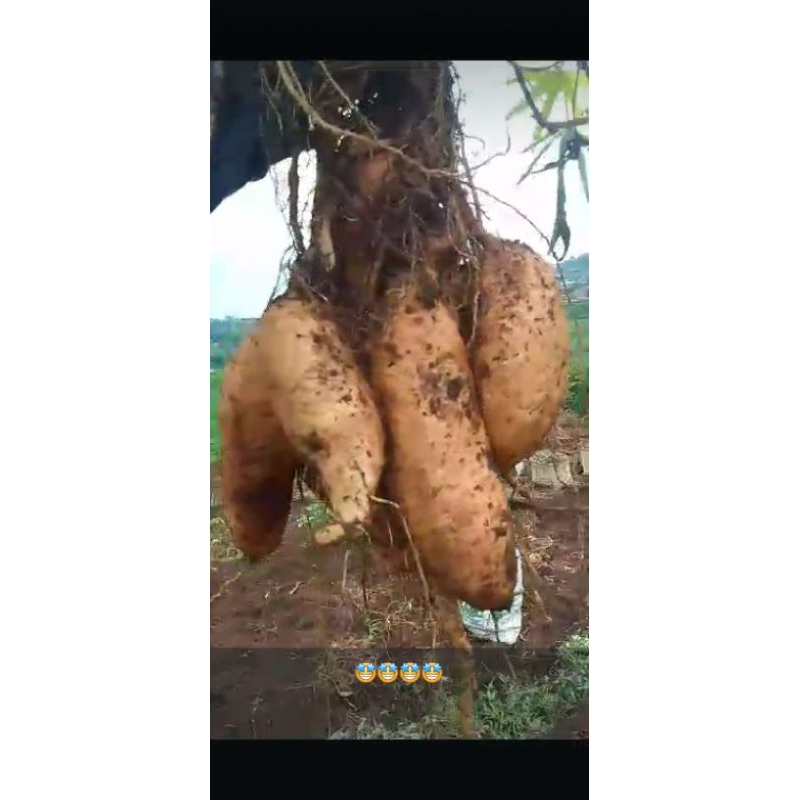 UBI CILEMBU (mentah )