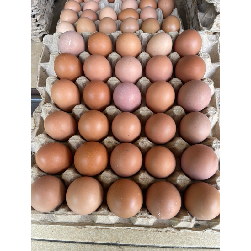 

TELUR DENGAN BERBAGAI UKURAN