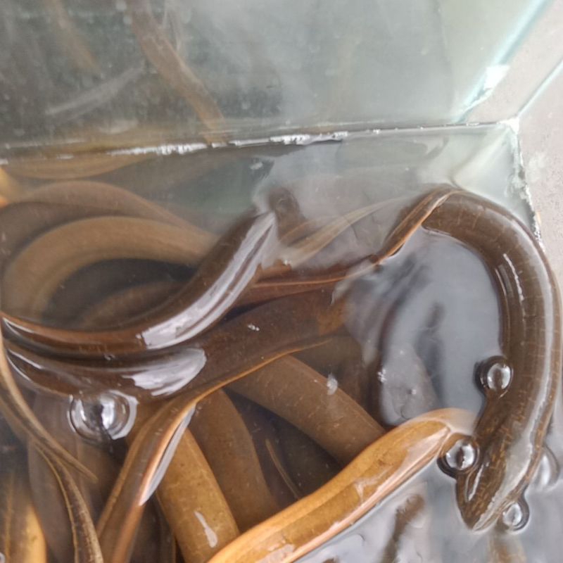 

RB Ikan Belut Hidup 1kg isi 4 sampai 10