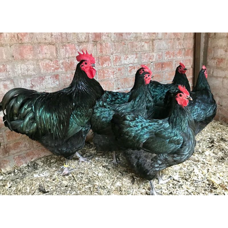 Telor Tetas Ayam black australorp pureline