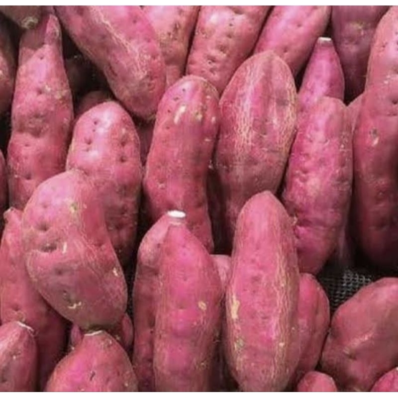 

ubi merah mentah 1kg fresh berkualitas
