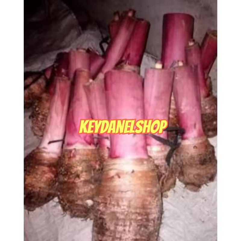 Bibit umbi talas hitam talas ungu siap tanam perbibit