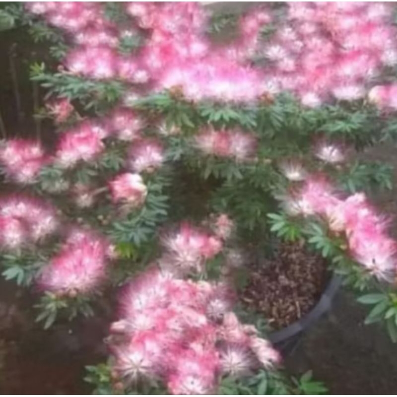 kaliandra sulimaraja akulasi cangkok