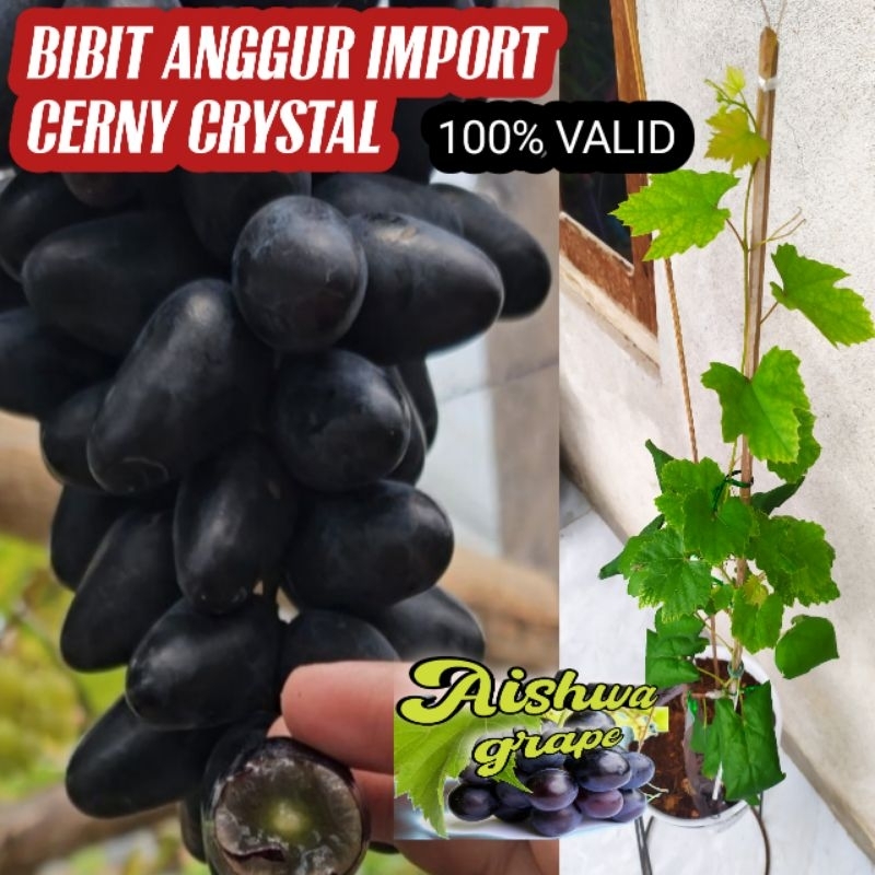 

bibit anggur import cerny crystal