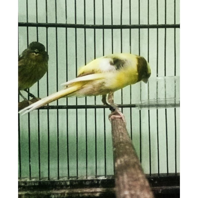 burung kenari F1Rasmi bahan