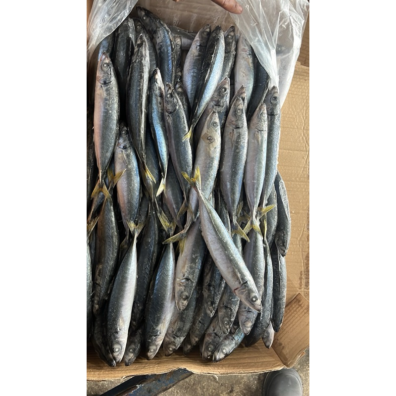 

Ikan layang atau Dencis frozen