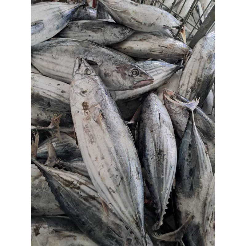 

Ikan Cakalang frozen