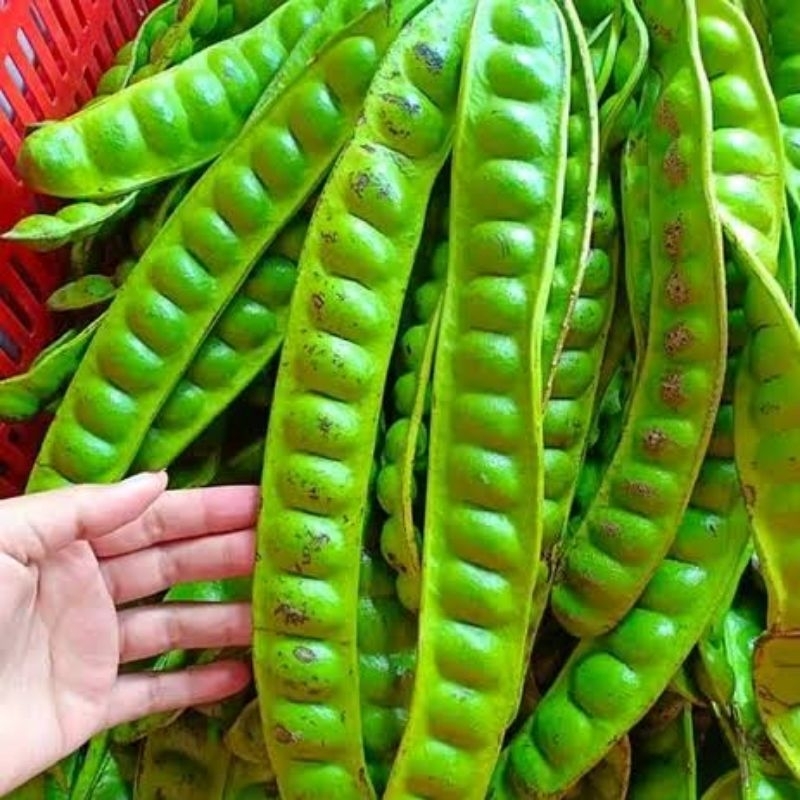 

Pete Jawa, Pete Segar Murah 1Ikat 5 Papan