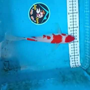Ikan Koi Slayer Kohaku ( Kumpay )