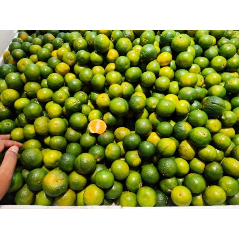 

Buah jeruk shantang madu hijau di jamin manis 1 kg