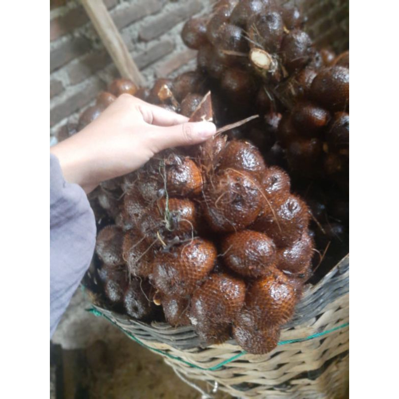 

Salak Pondoh kualitas super