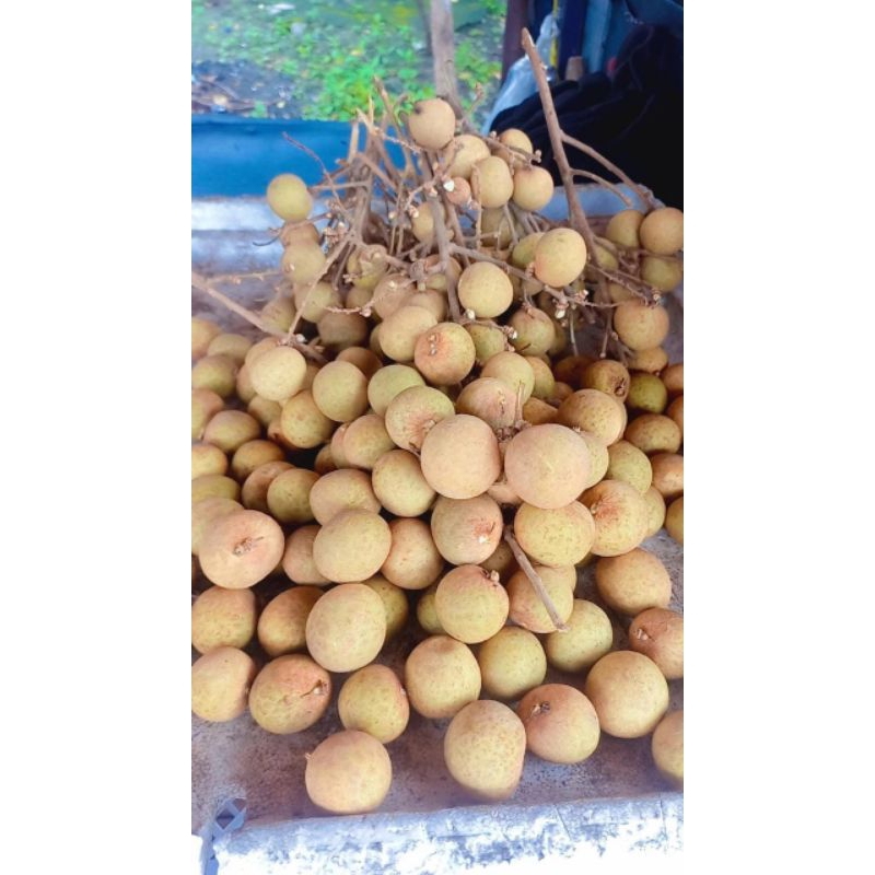 

Kelengkeng fresh 1kg