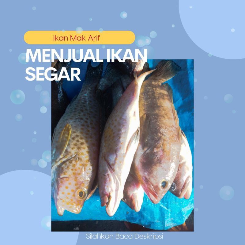 

Ikan Kerapu/Kwekau Segar