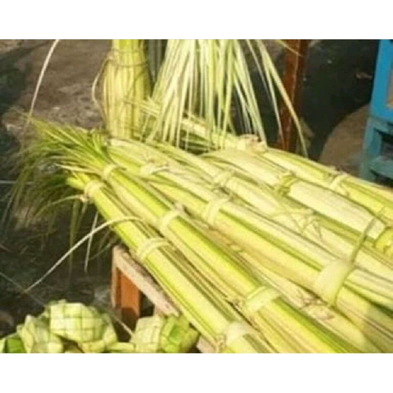 

janur kelapa/ daun kelapa muda per 35 lidi/70 lembar