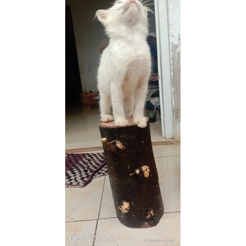 bahan stek phusu bulu jumbo, bahan bonsai