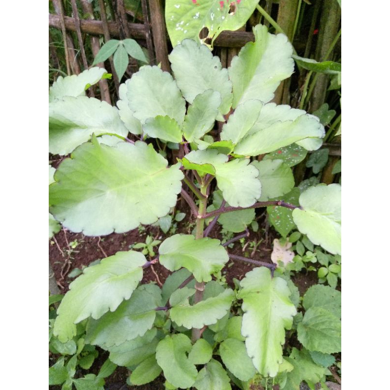 

daun buntiris obat tradisional 100gr/demam panas dll