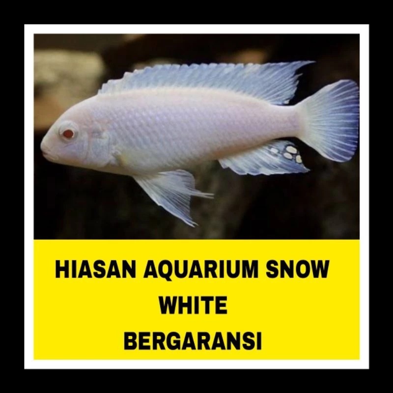 hias cichlid snow white